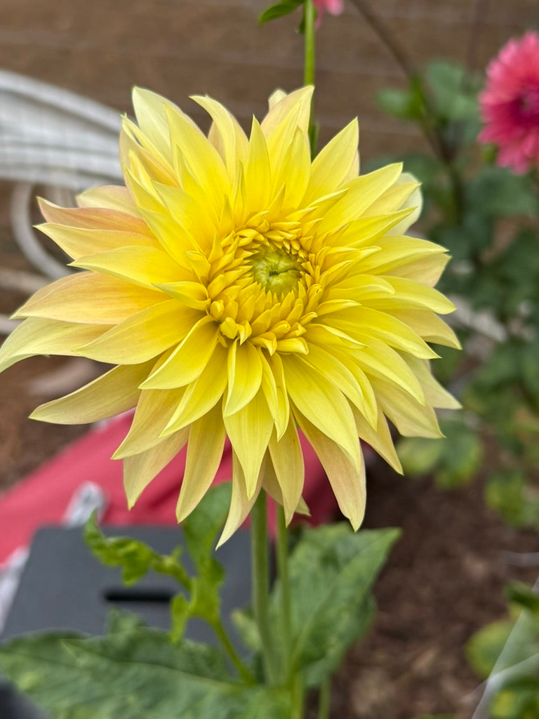 Camano Pet dahlia