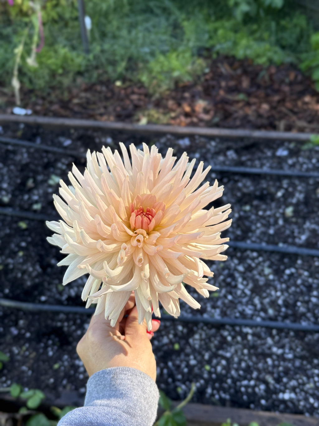 Camano Cloud dahlia