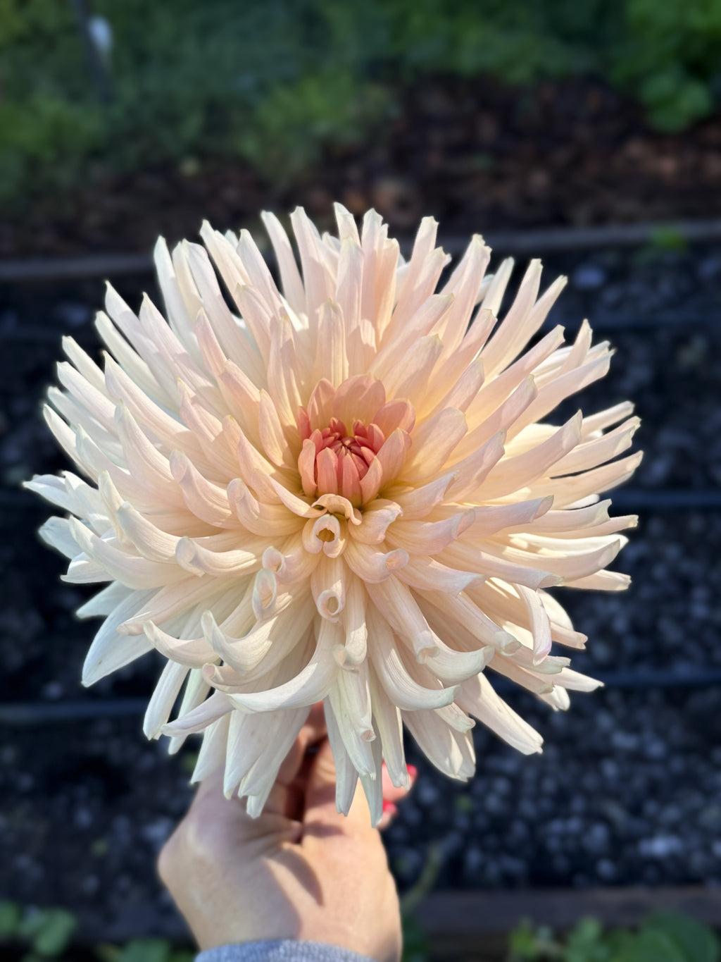 Camano Cloud dahlia