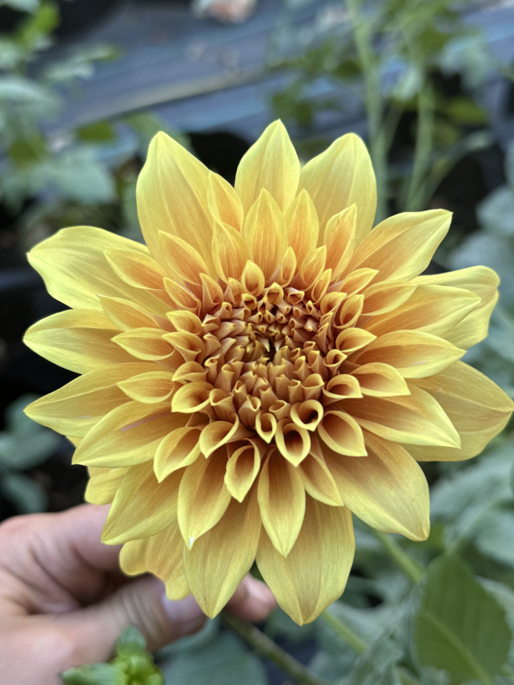 Camano Honey dahlia bloom in warm honey-gold and amber bronze – photo 1 of 2