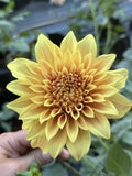 Camano Honey dahlia bloom in warm honey-gold and amber bronze – photo 1 of 2