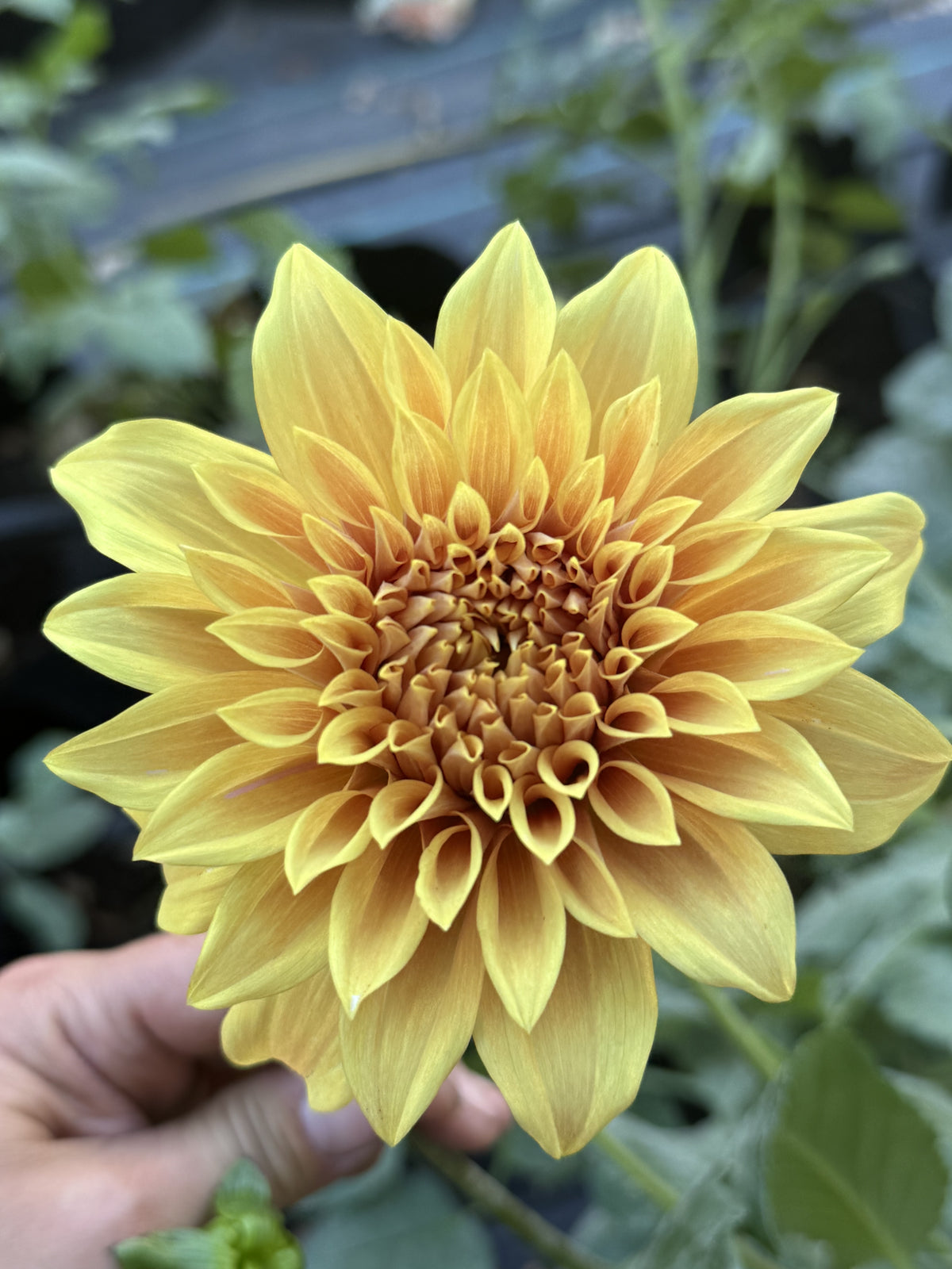 Camano Honey dahlia bloom in warm honey-gold and amber bronze – photo 1 of 2