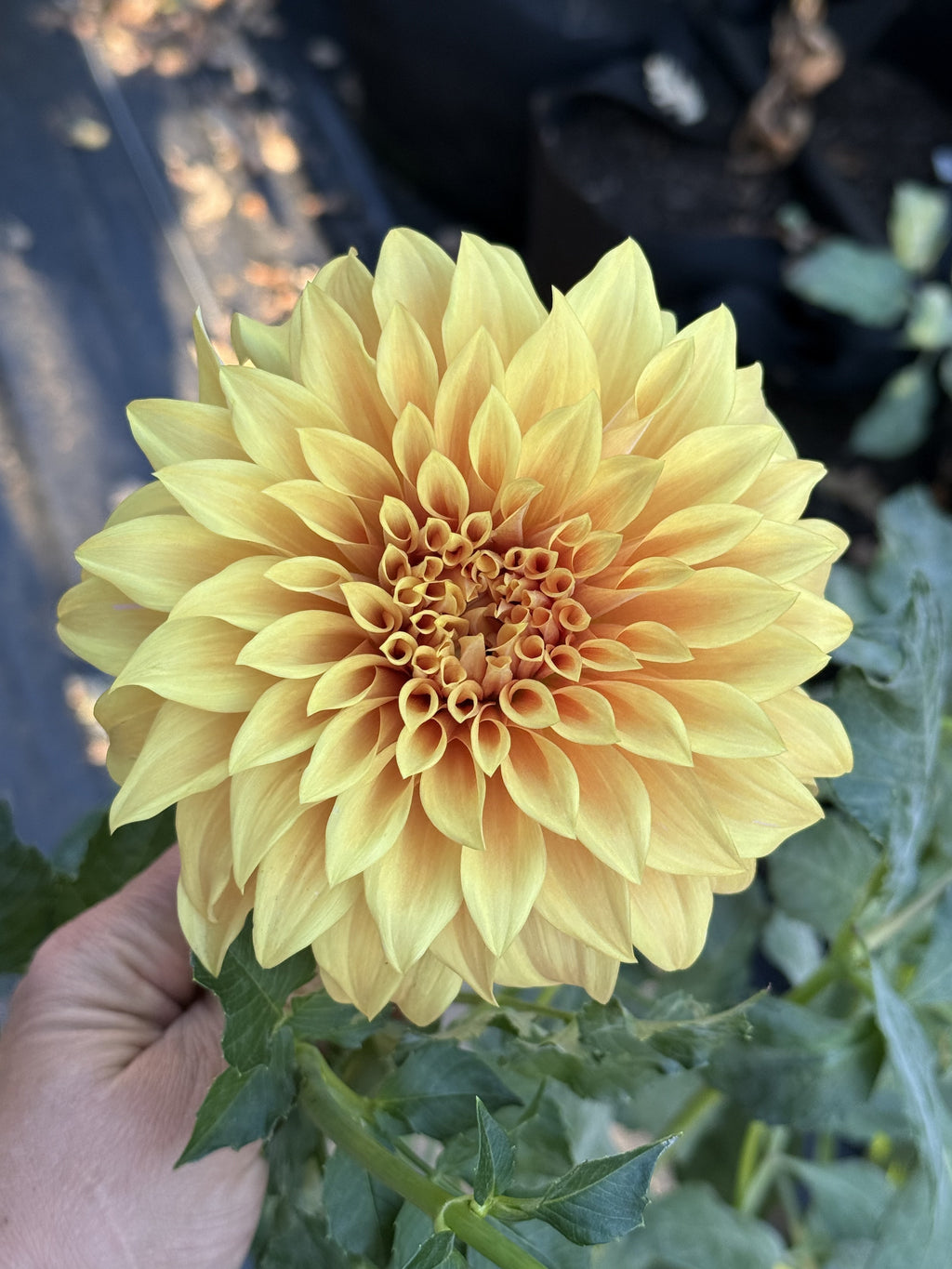 Camano Honey dahlia bloom in warm honey-gold and amber bronze – photo 2 of 2