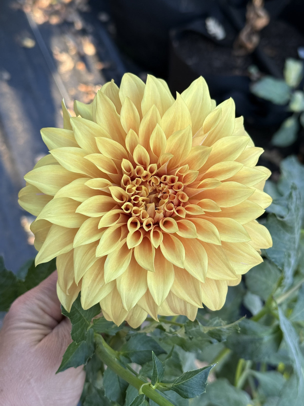 Camano Honey dahlia bloom in warm honey-gold and amber bronze – photo 2 of 2