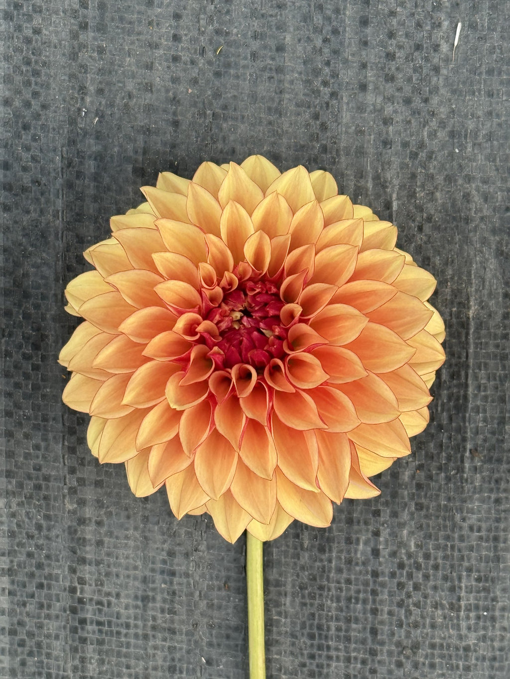 Carpe Harvest dahlia