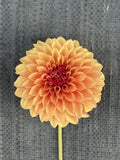 Carpe Harvest dahlia