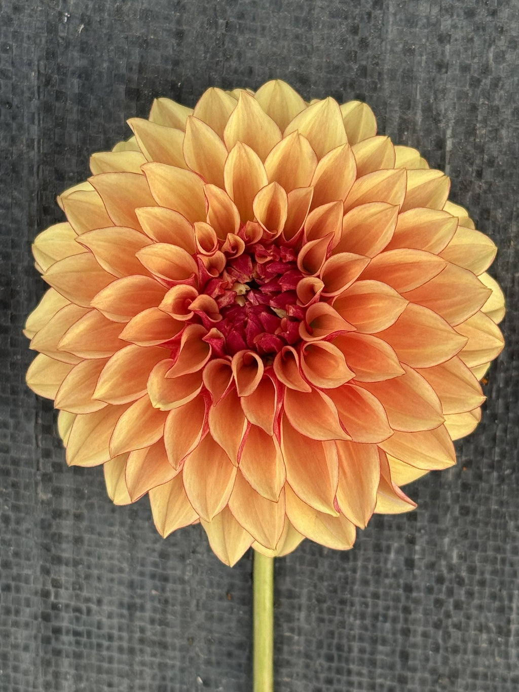 Carpe Harvest dahlia