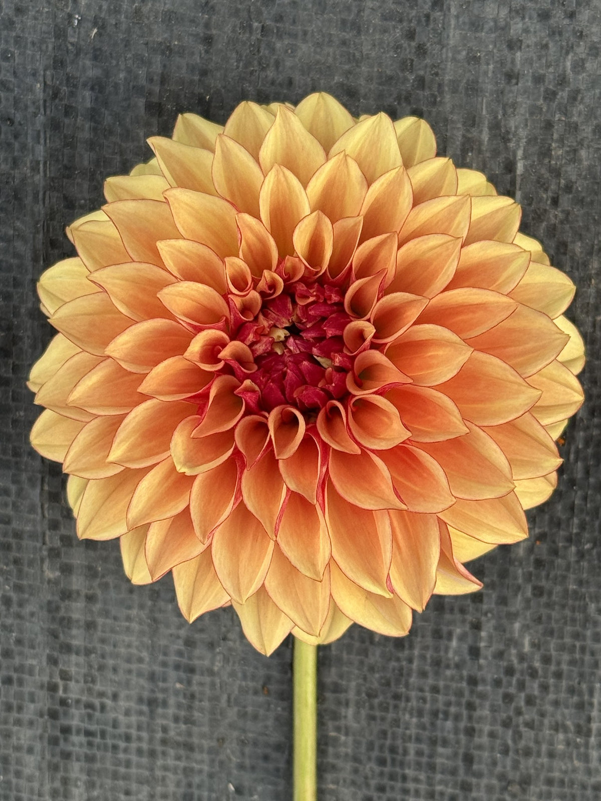 Carpe Harvest dahlia