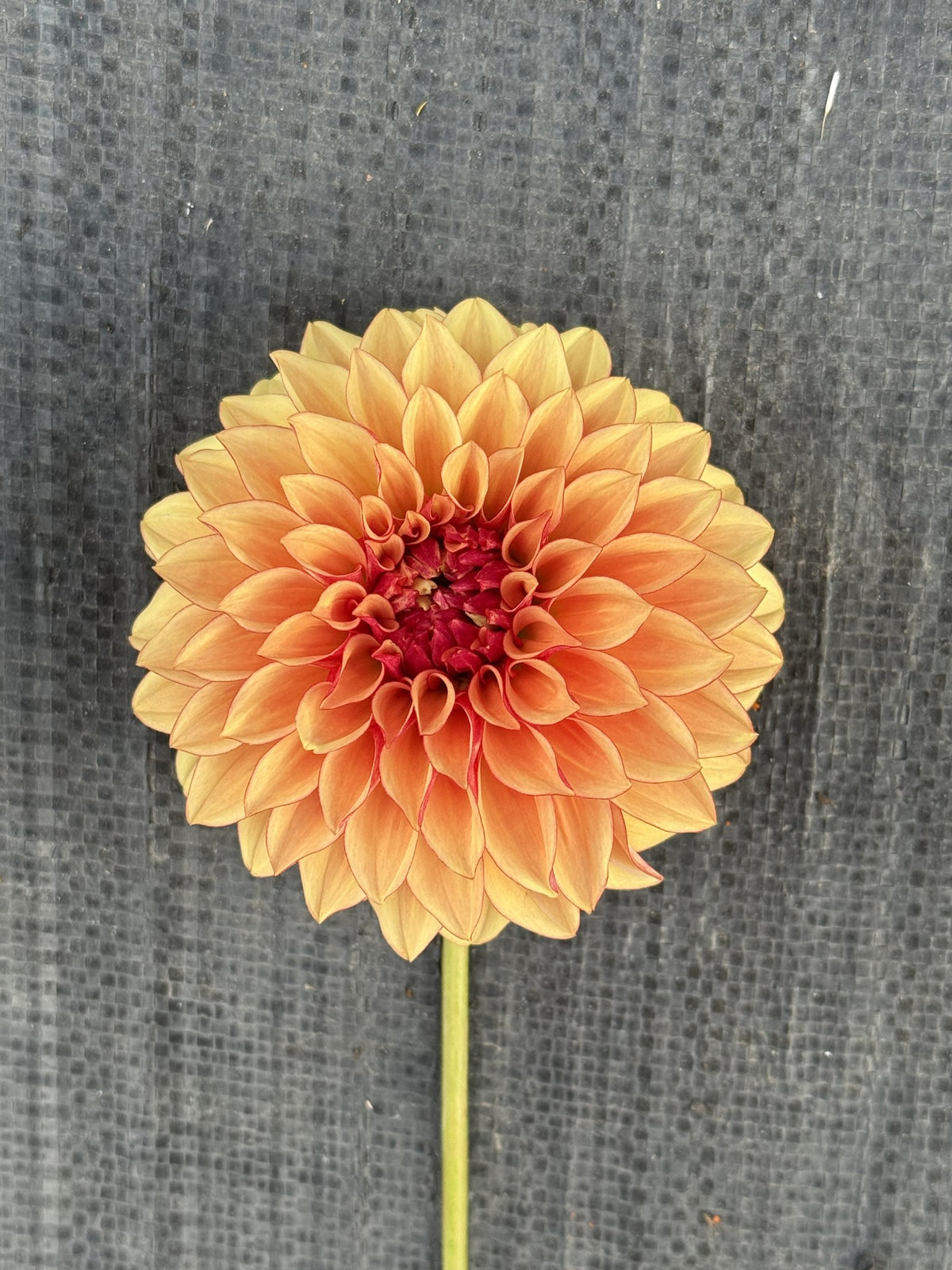 Carpe Harvest dahlia