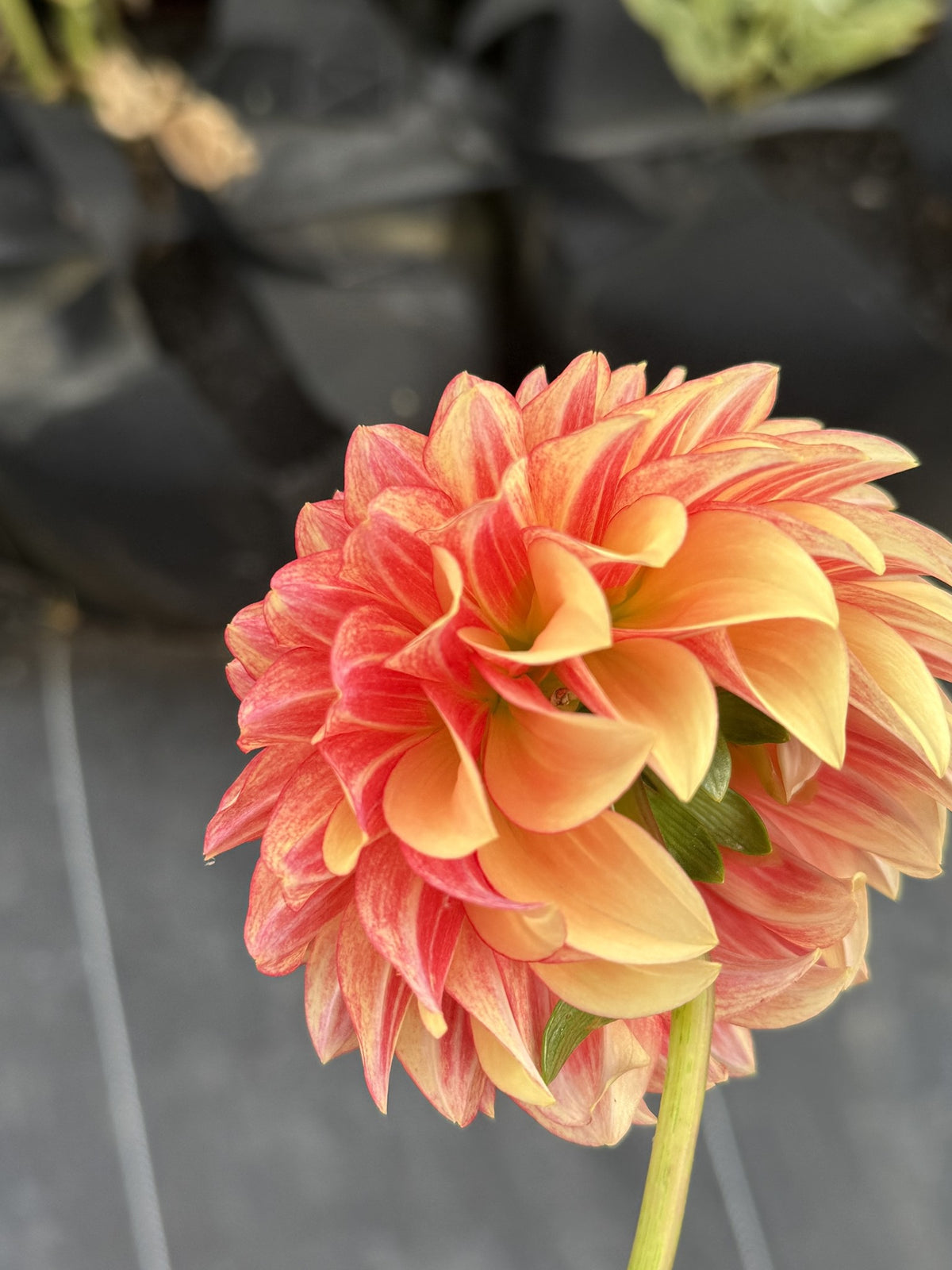 Carpe Harvest dahlia
