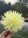 Chloe Lannes dahlia bloom – photo 1 of 2