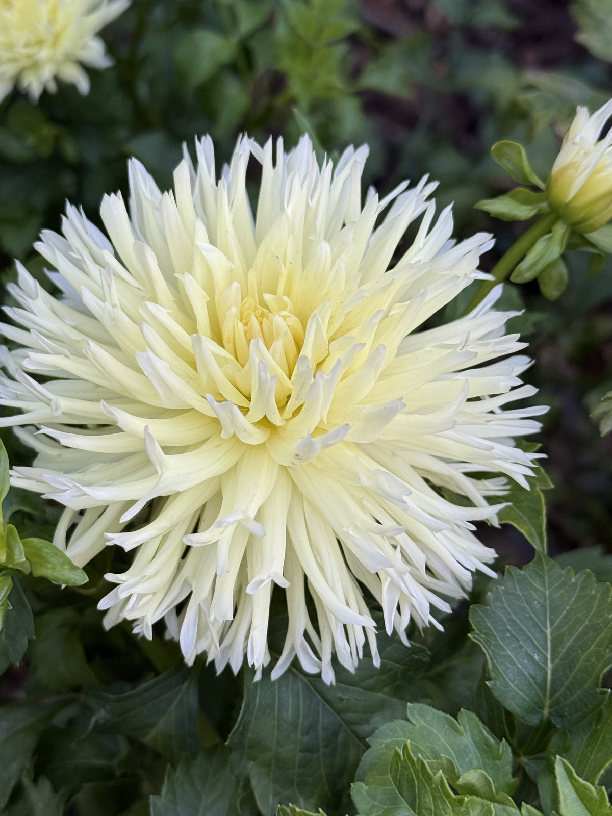Chloe Lannes dahlia bloom – photo 2 of 2