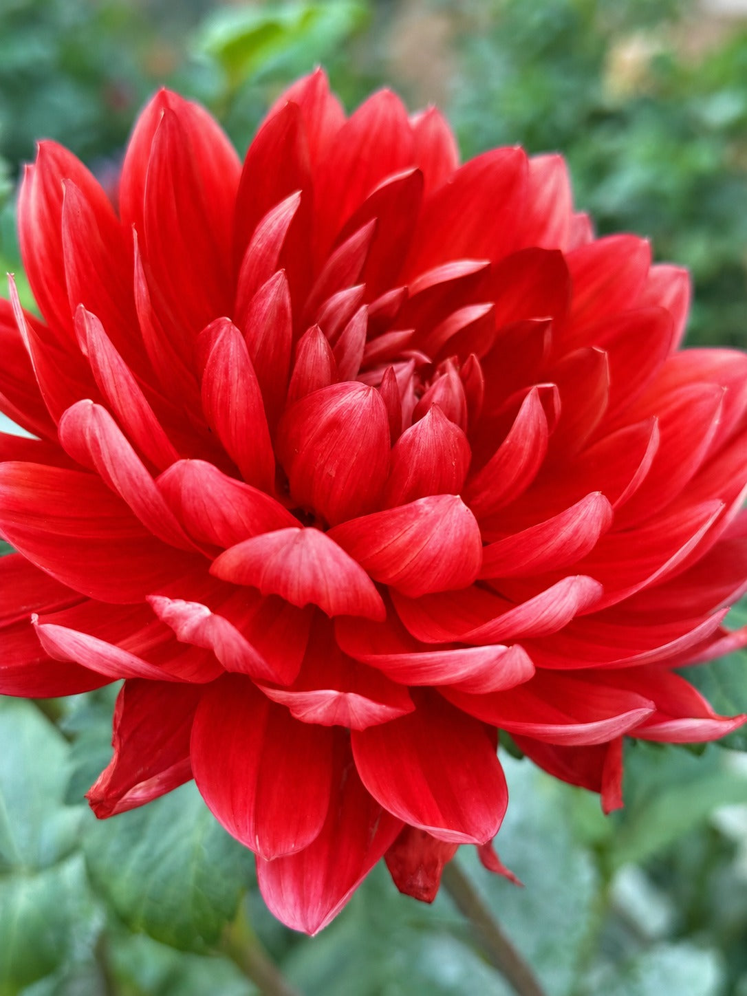 Christopher Taylor dahlia bloom in red