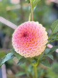 20th ave Softer Peach image 0