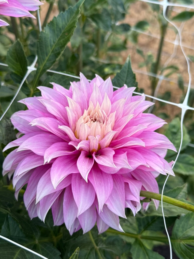 Clearview Lila dahlia