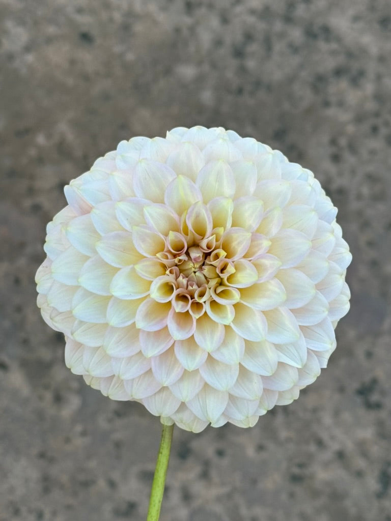 Coorabell Jessie dahlia