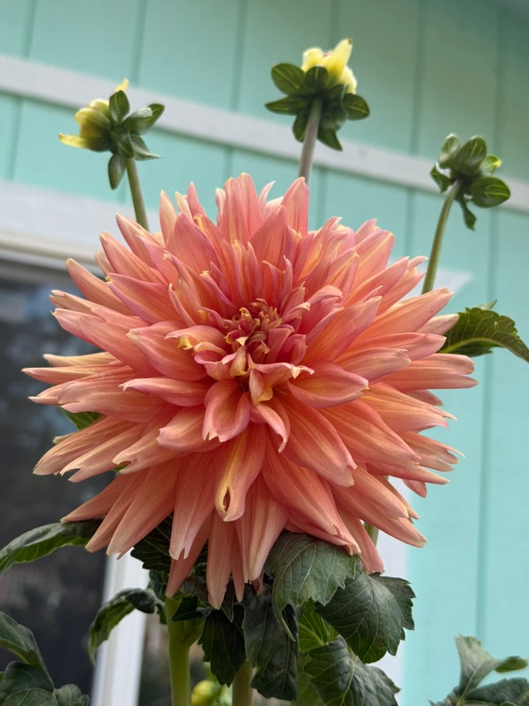 Eagle's Coral Baskin dahlia