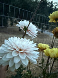 Silver Years image 0