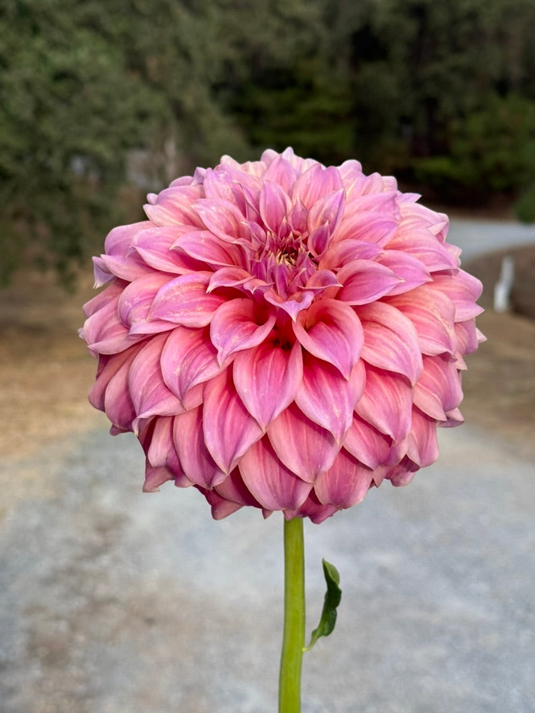 Coorabell Amy dahlia