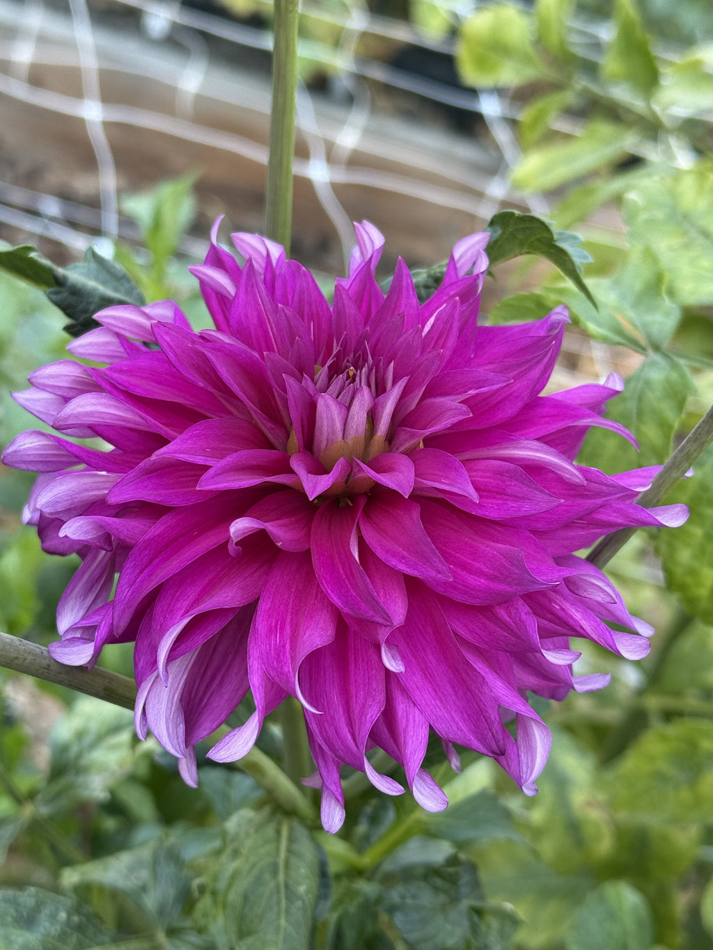Darla dahlia