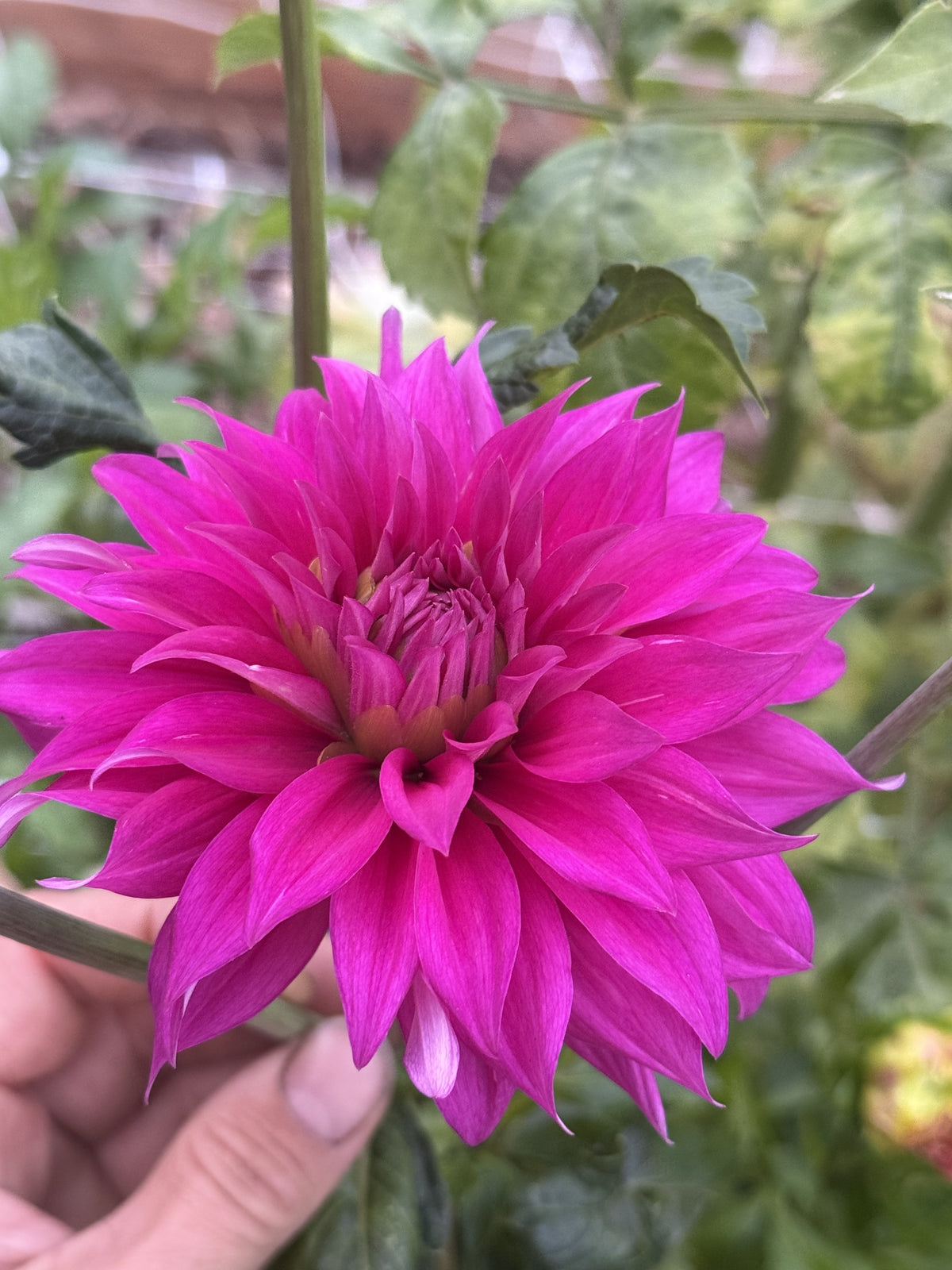 Darla dahlia