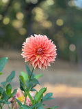 RM Peach Flair image 0