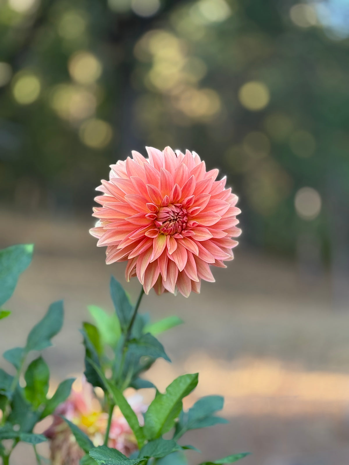 RM Peach Flair image 0
