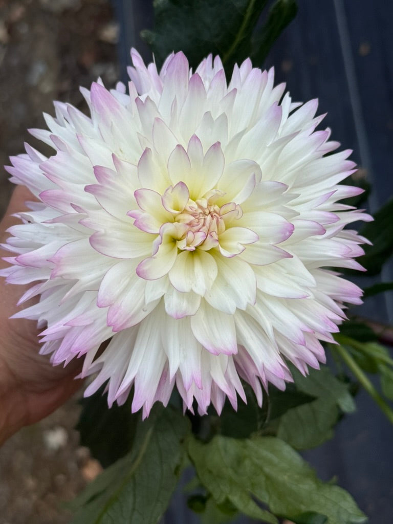 CB Tanya dahlia