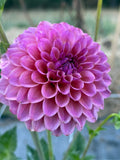 AT Goly dahlia