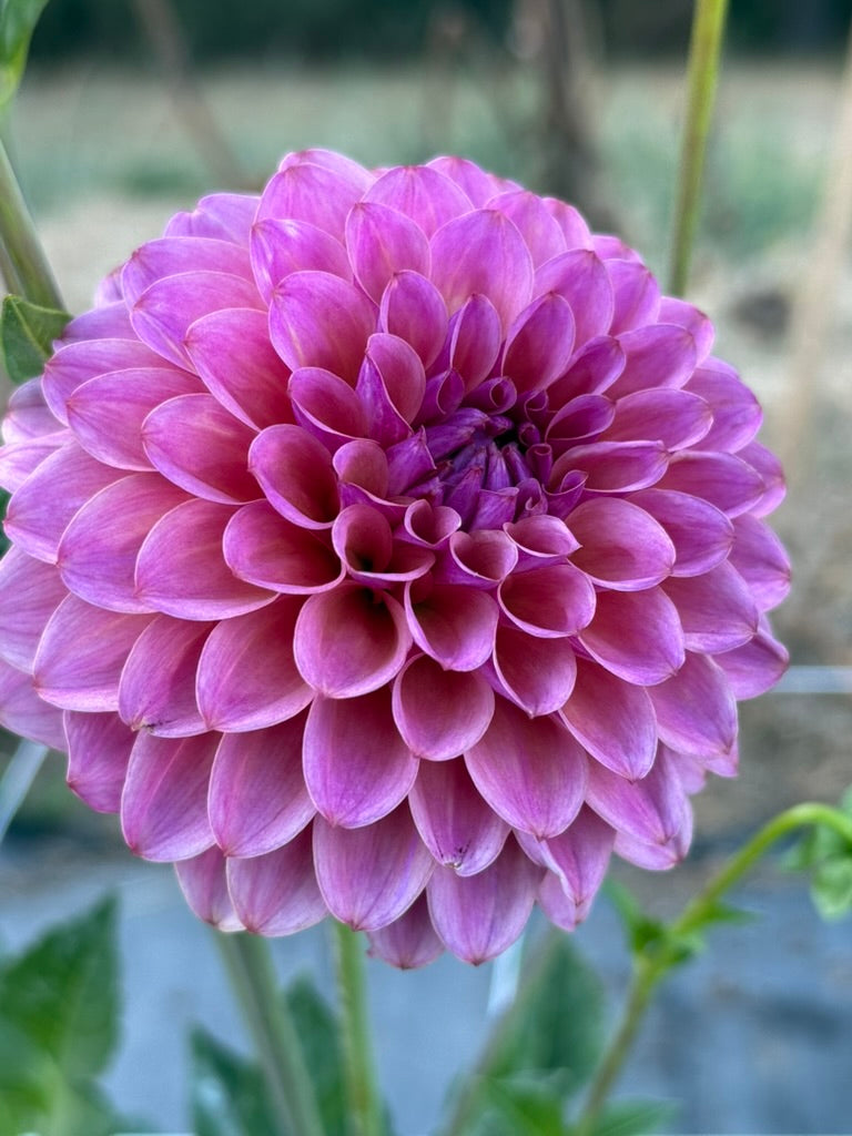 AT Goly dahlia