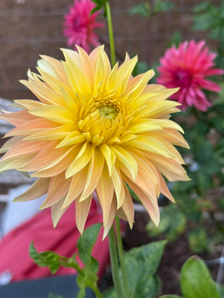Camano Pet dahlia