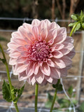 Devon Salmon dahlia bloom in Salmon pink – photo 1 of 6