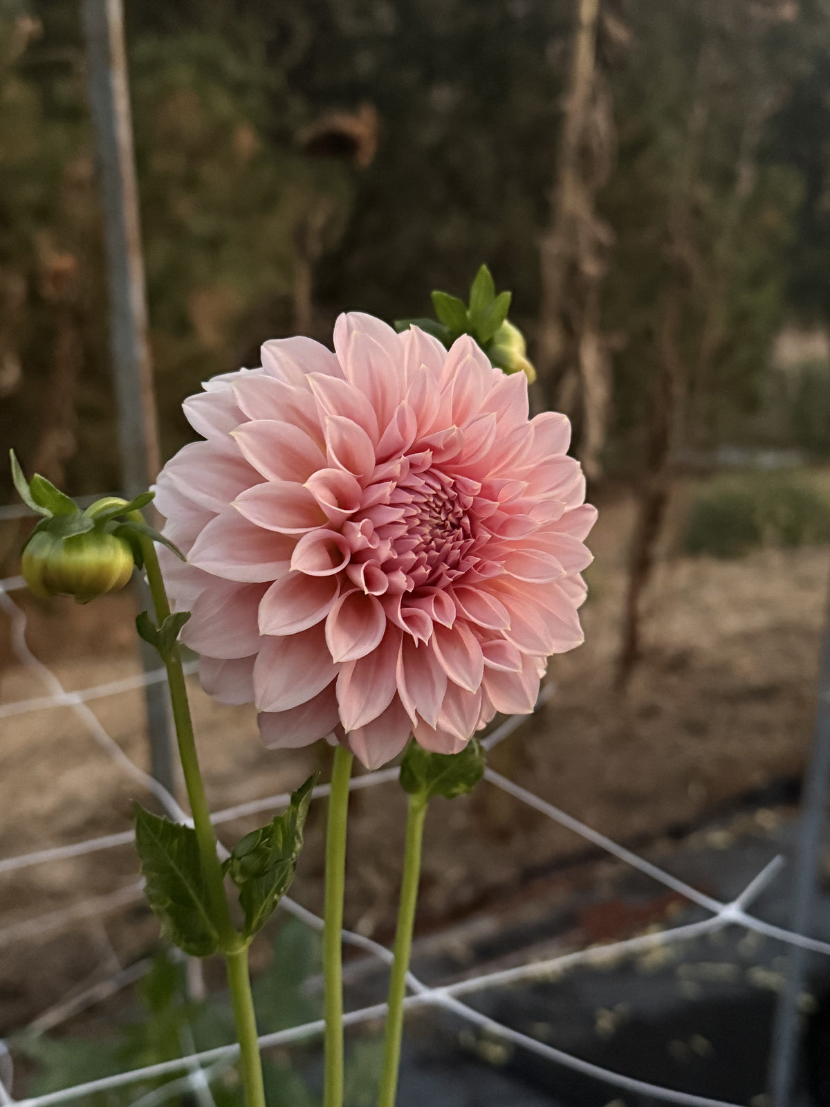 Devon Salmon dahlia bloom in Salmon pink – photo 2 of 6