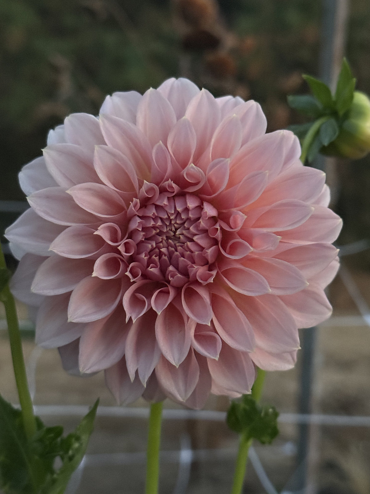 Devon Salmon dahlia bloom in Salmon pink – photo 3 of 6