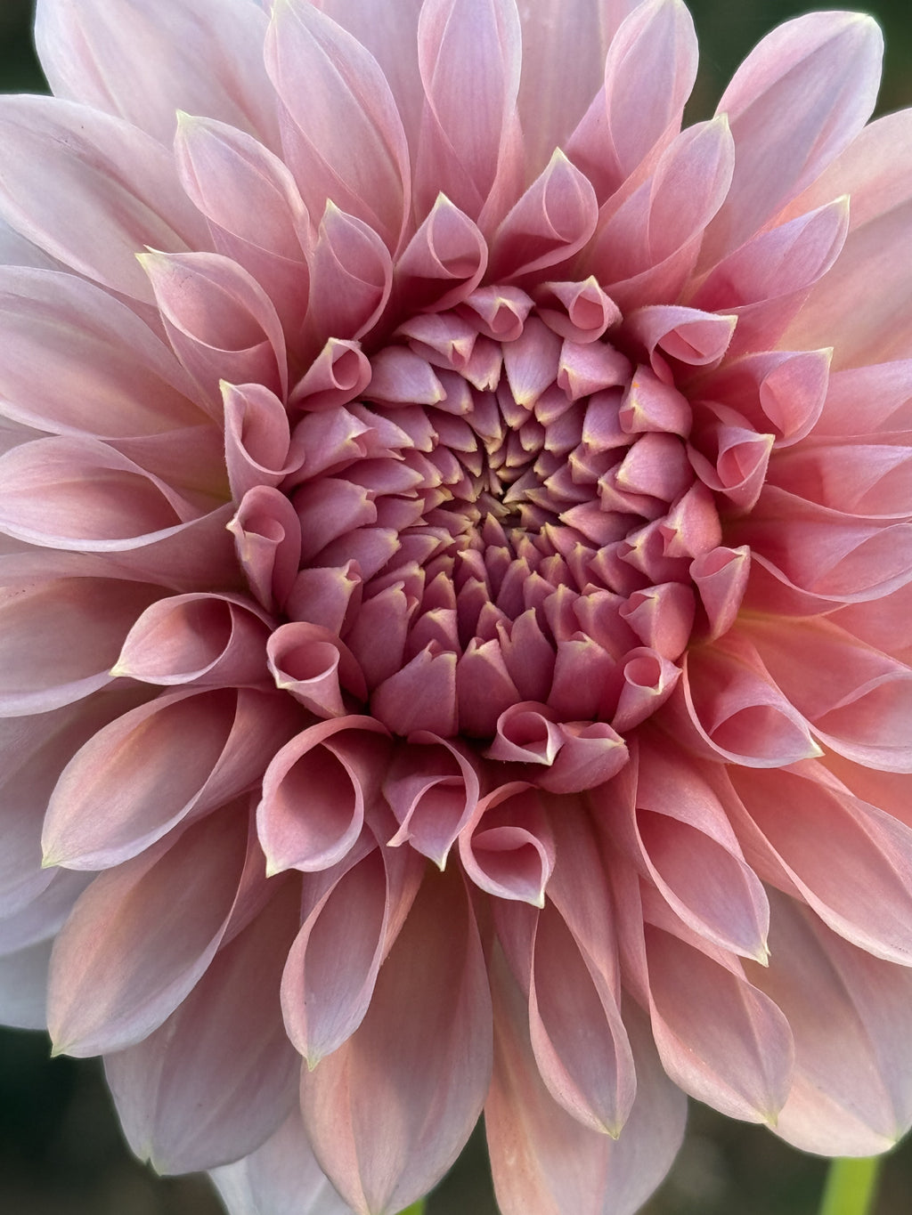 Devon Salmon dahlia bloom in Salmon pink – photo 4 of 6