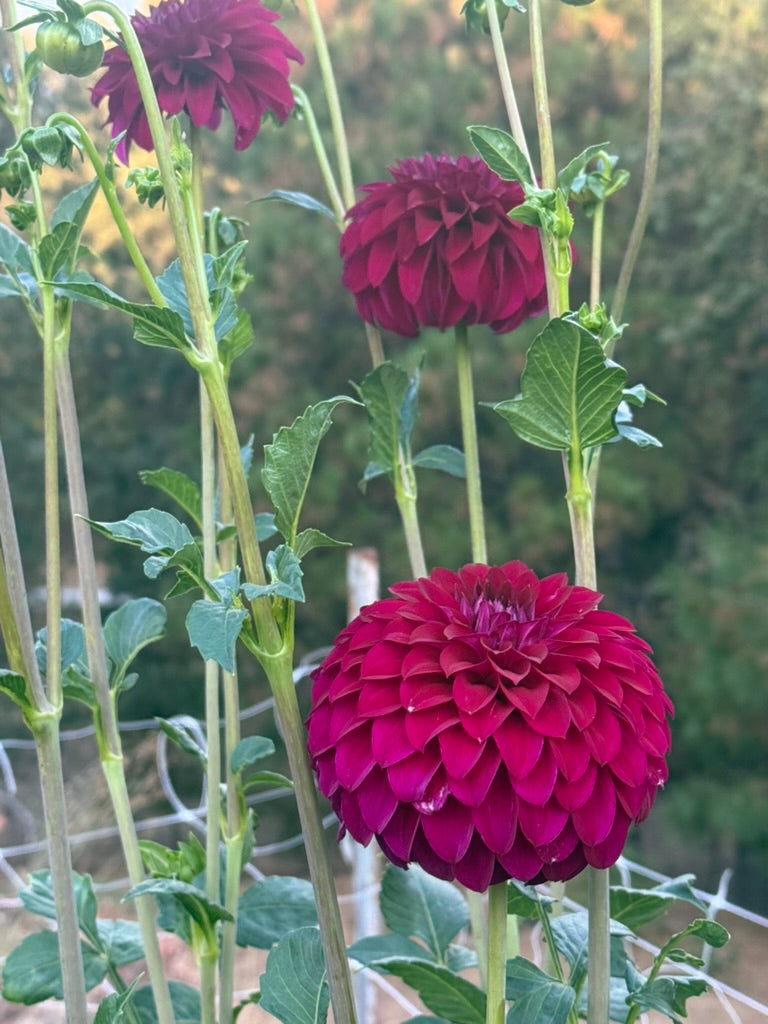 Clearview Jennae dahlia
