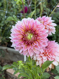 DL Baby Gumball dahlia