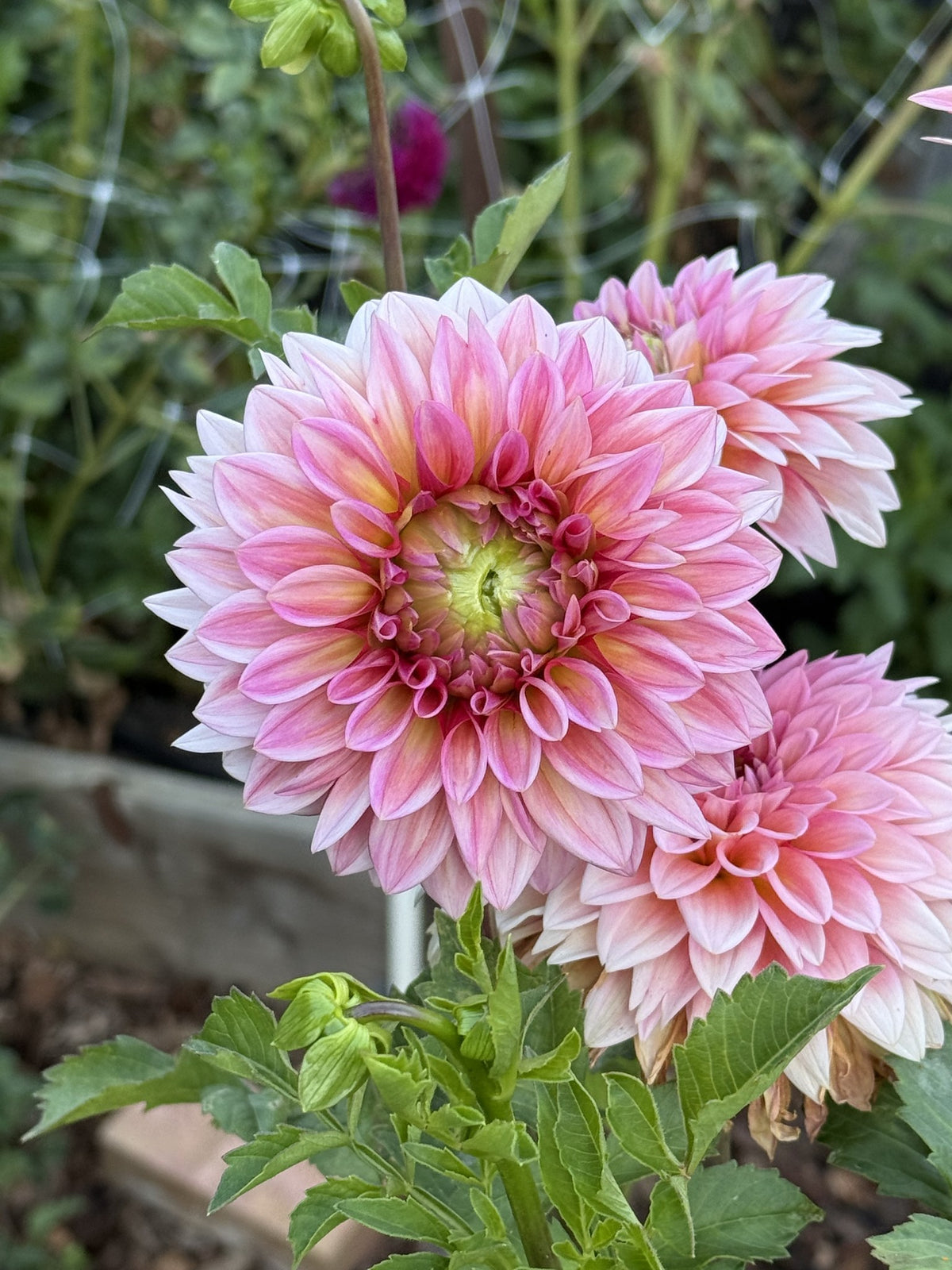 DL Baby Gumball dahlia
