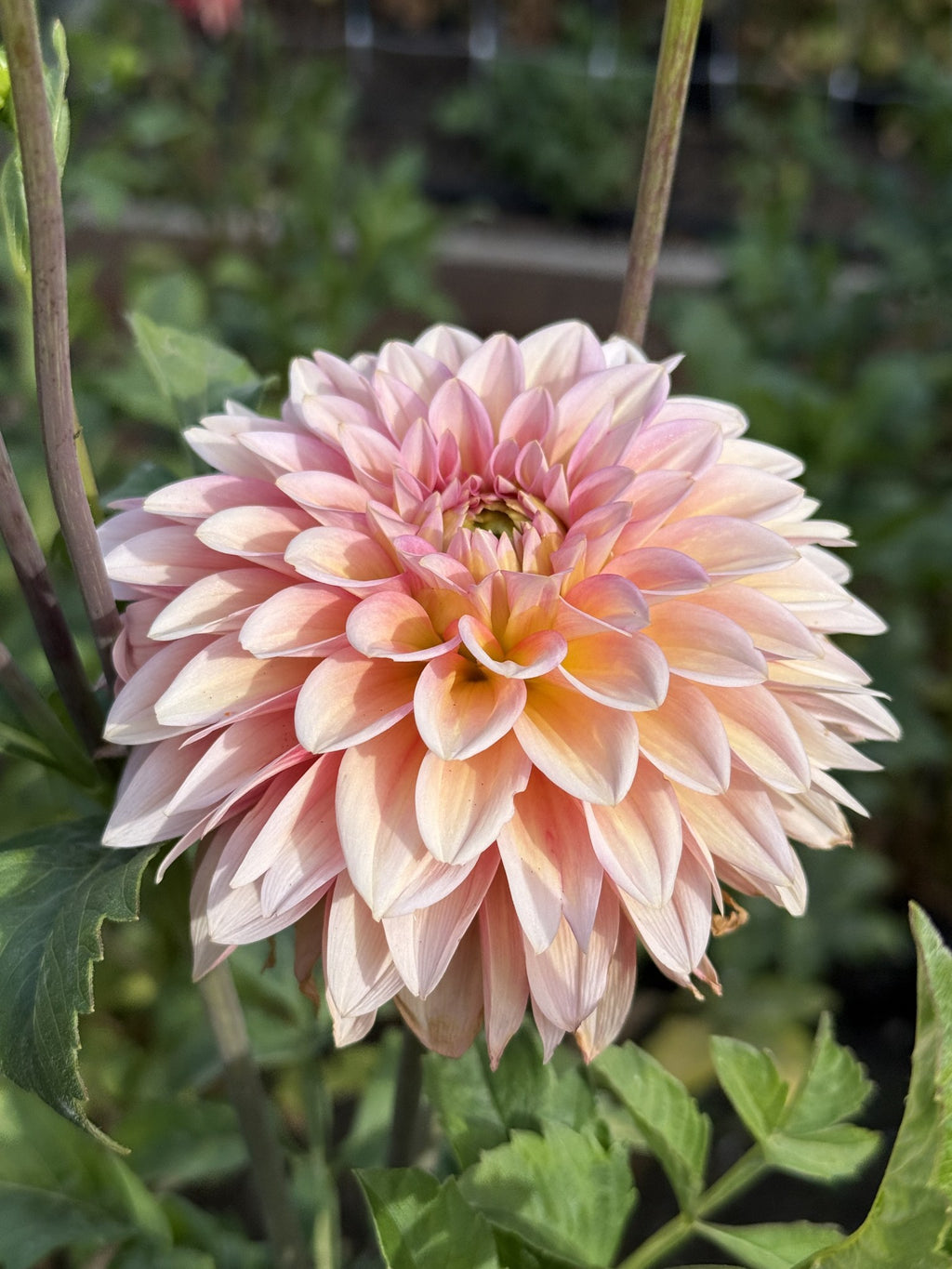 DL Baby Gumball dahlia