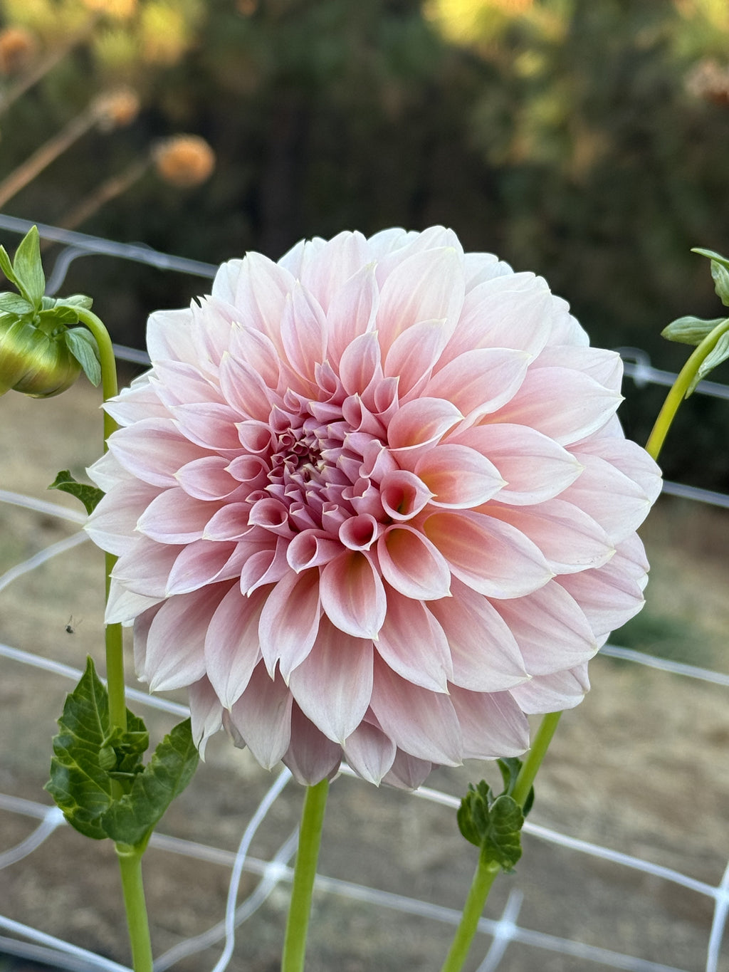 Devon Salmon dahlia bloom in Salmon pink – photo 5 of 6