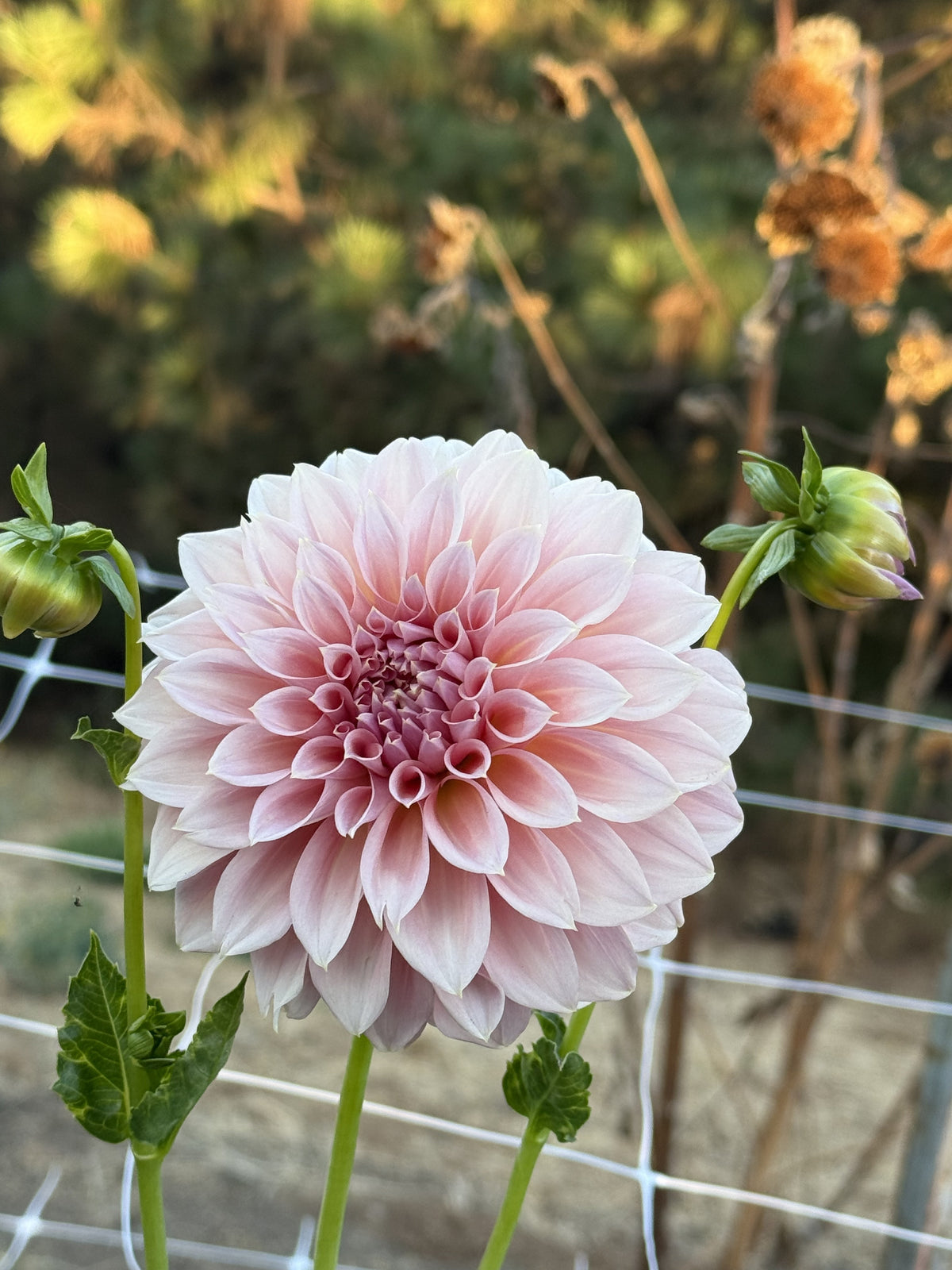 Devon Salmon dahlia bloom in Salmon pink – photo 6 of 6