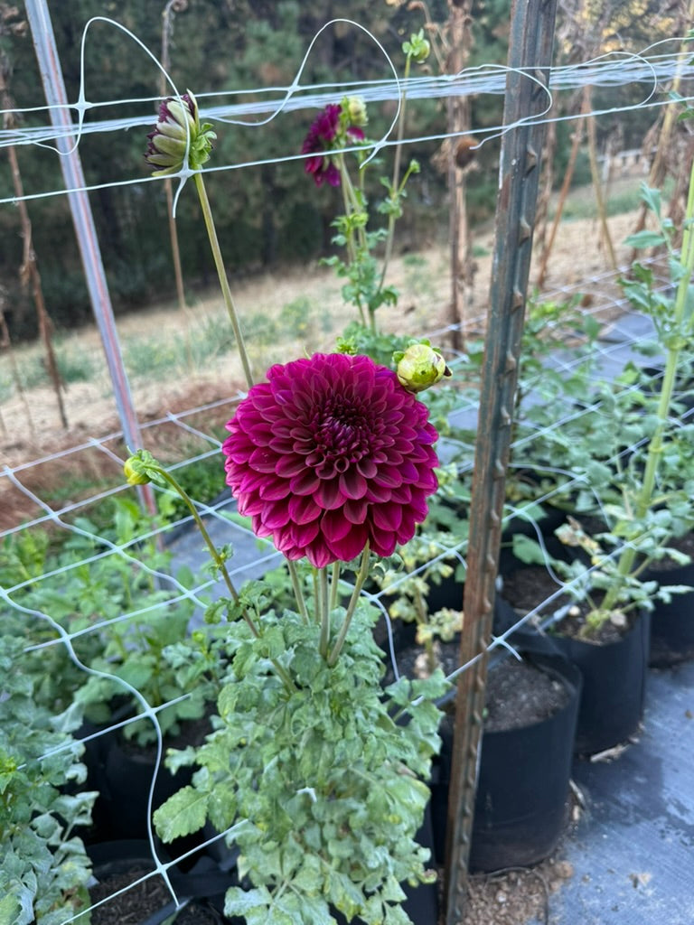 Colleen Mooney dahlia