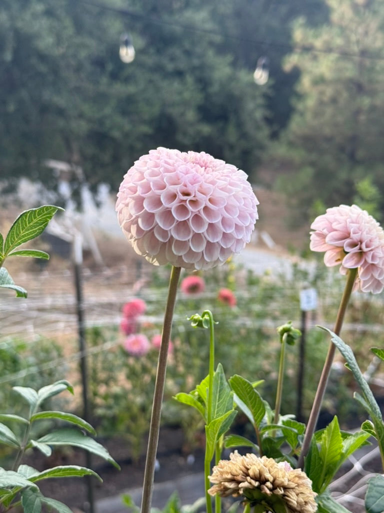 20th Ave Delicada dahlia