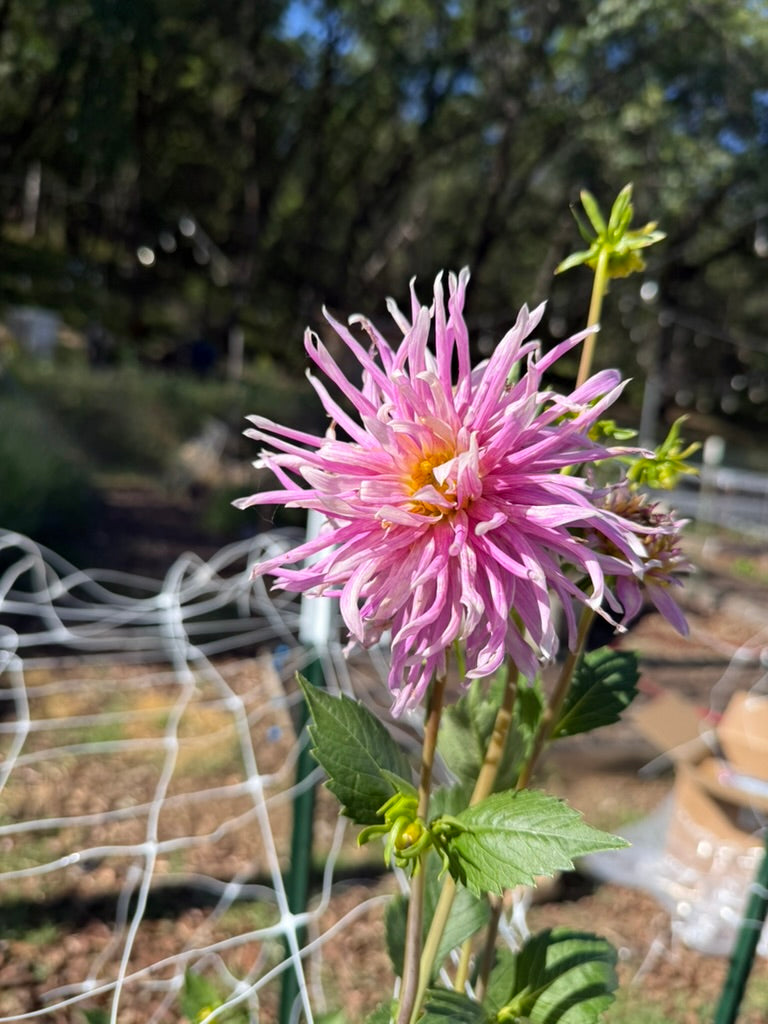 Eden Spiderling dahlia