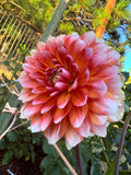 Sandia Candy Corn image 0
