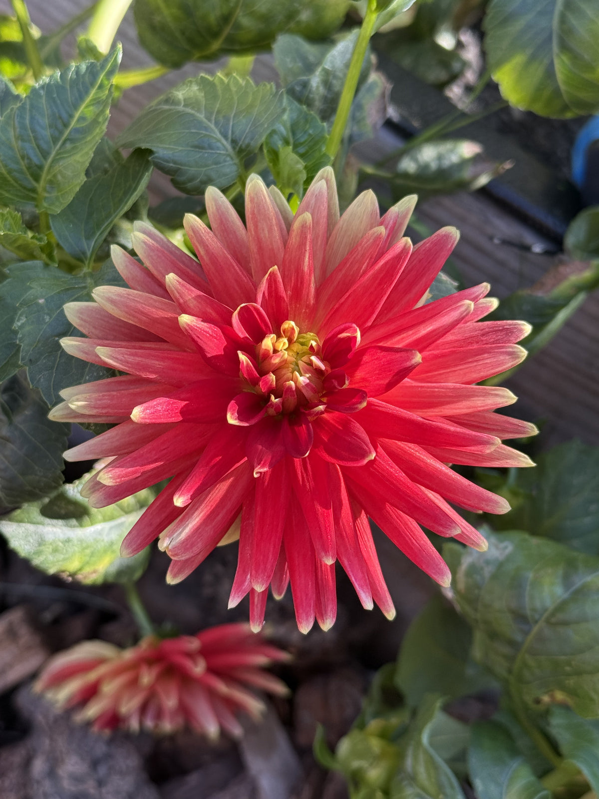 Eden Testarossa dahlia