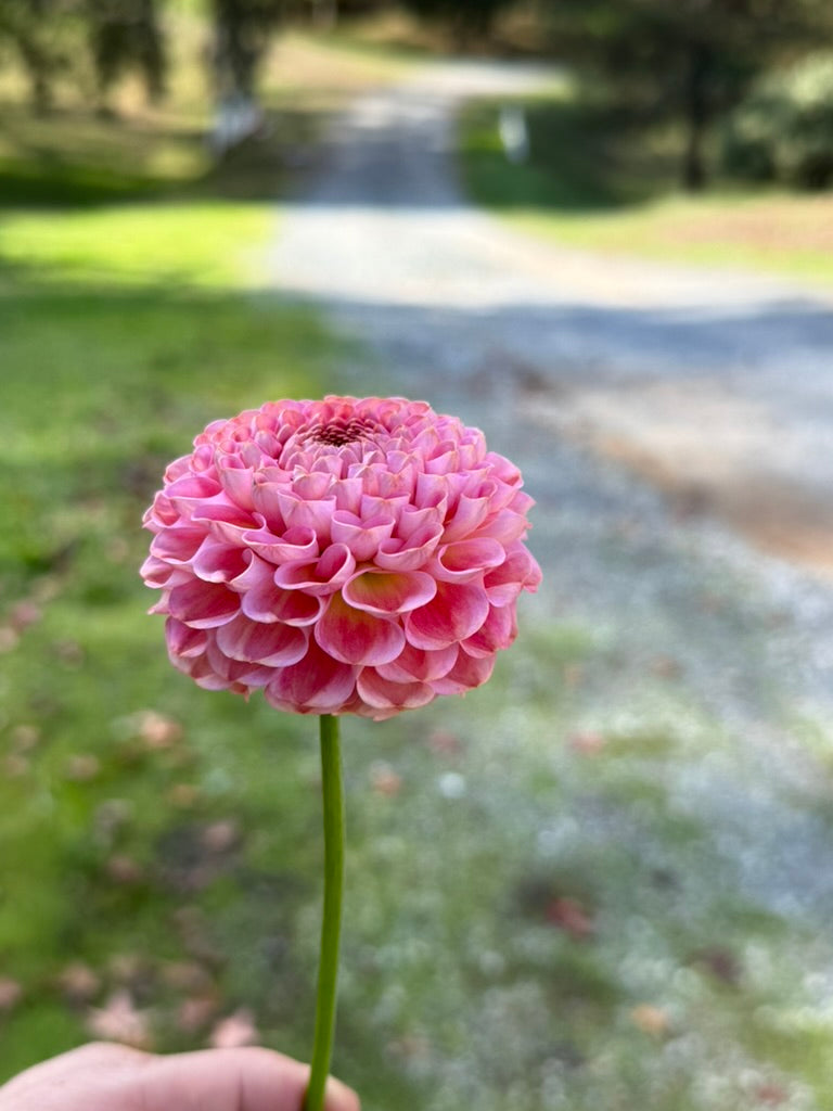 Eden Monique dahlia bloom in red and coral-pink – on long stem