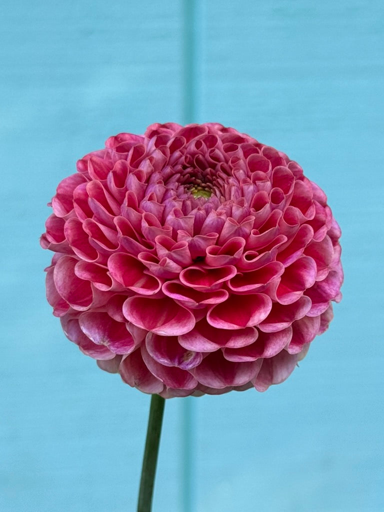 Eden Monique dahlia bloom in red and coral-pink – close-up against blue backdrop