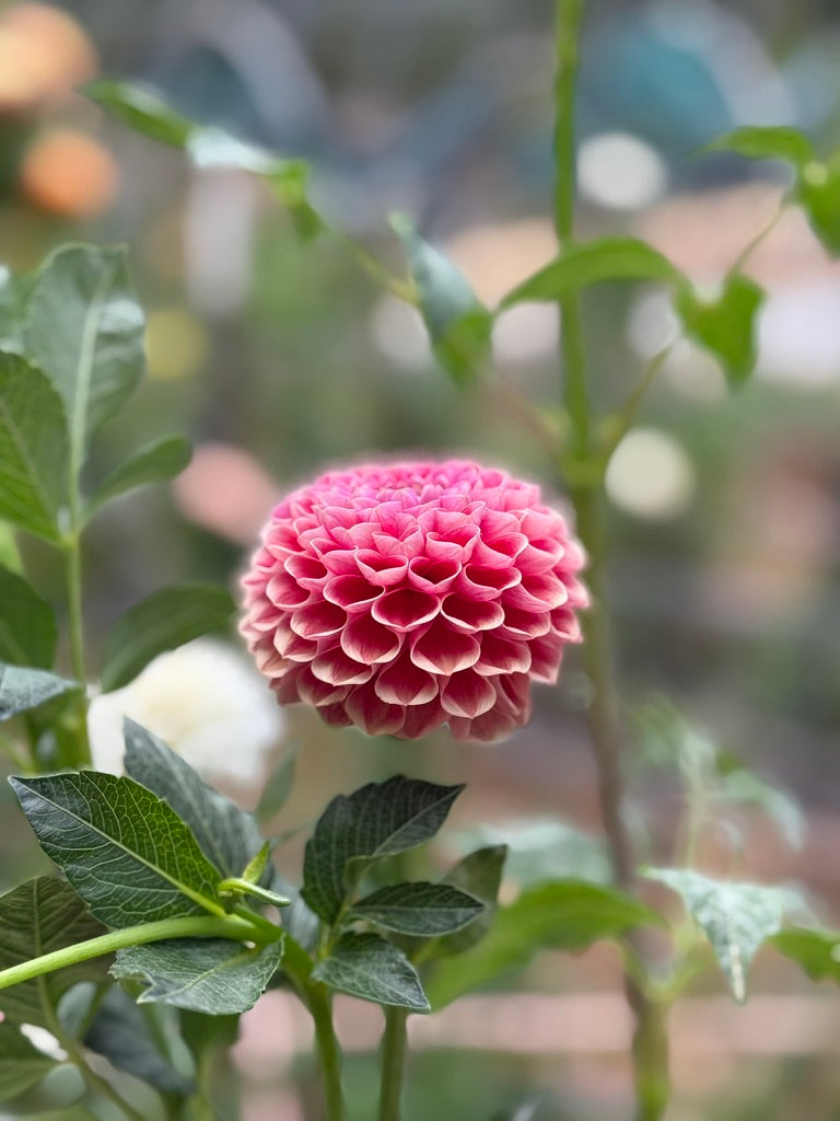 Eden Monique dahlia bloom in red and coral-pink – in the garden