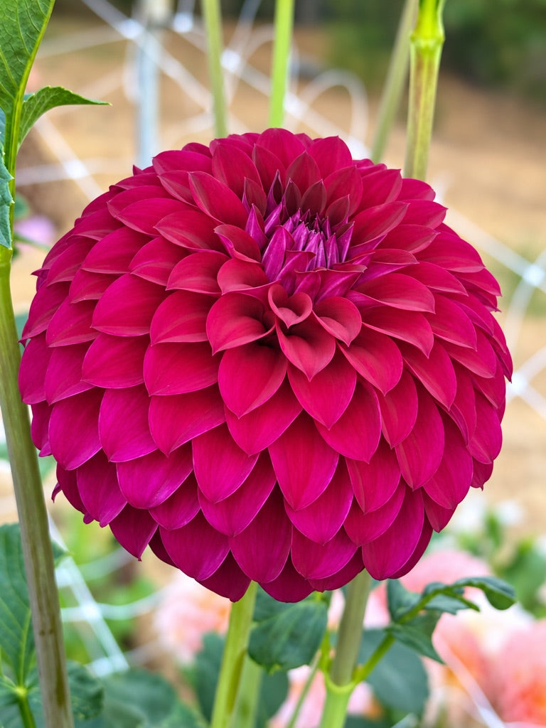 Clearview Jennae dahlia
